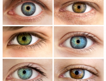 Miradas multicolores: ¿Por qué existen ojos de colores diferentes?
